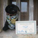 pet travel