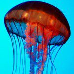 color-photo-tips