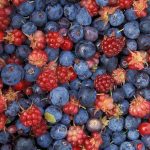 pick your own berries