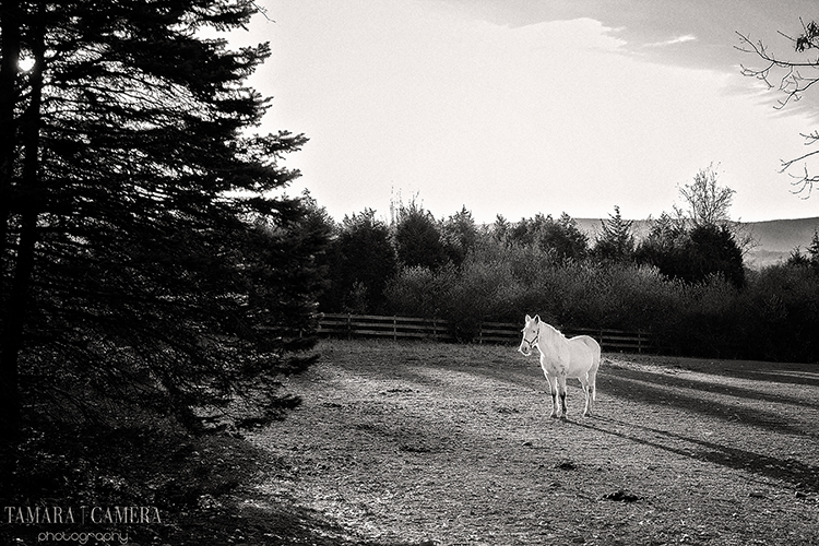Black and white photography | white horse alone in a field. 