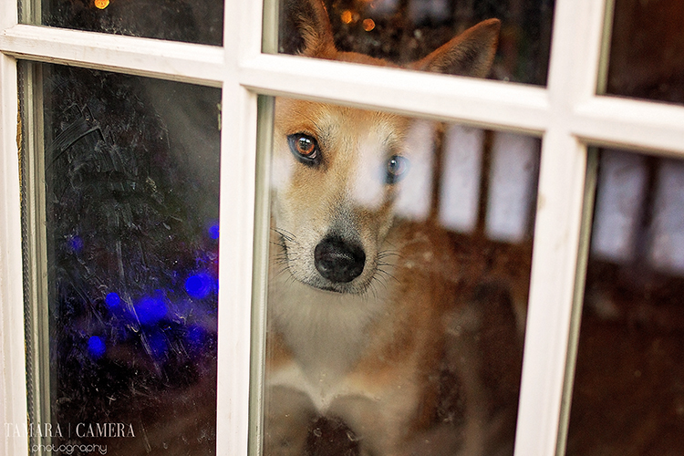 Remember that the rules of photography aren't set in stone. Sometimes a glare on the glass is the perfect way to the story you are writing with your picture - like this dog looking longing through the glass door waiting for his master to come home. 