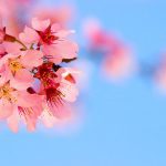 spring flowers
