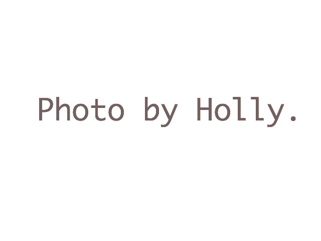 holly