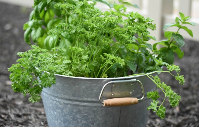 This mini herb garden is super easy to take care of, and will give you lots of fresh herbs. Perfect for people who live in apartments or don't have a lot of land to grow a garden. Start one this summer! 
