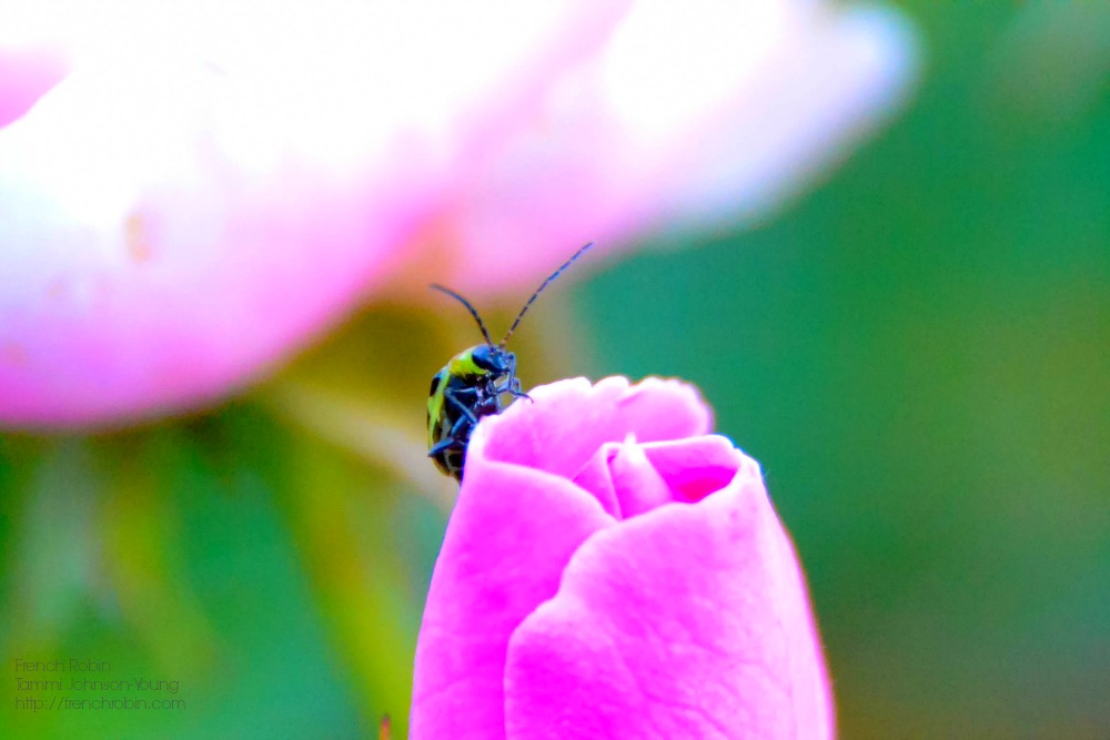 Insect on a pink flower | 5 Macro Photography Tips For Beginners 