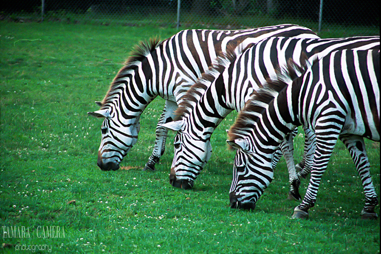 A row of three zebras grazing.