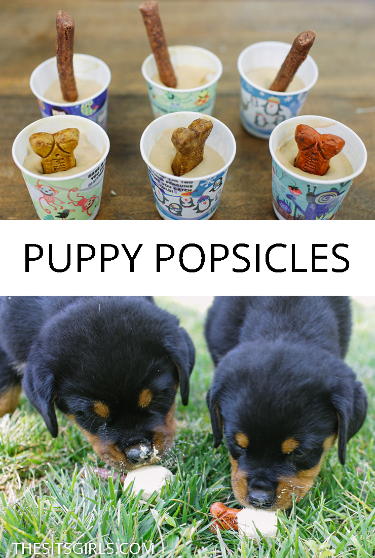 Popsicles aren't just for humans! Your puppy will love cooling down with a homemade dog treat. Make your own puppy popsicles today! 