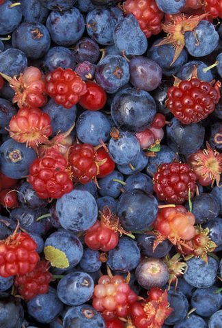 pick your own berries