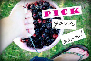 pick your own berries