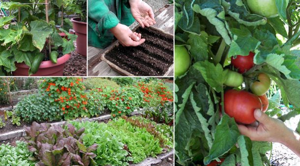 how to grow a spring garden