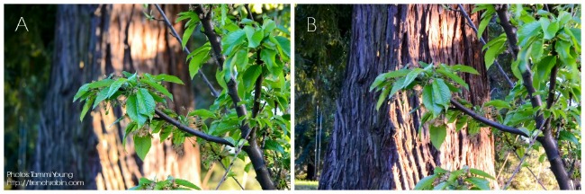 Aperture comparison 