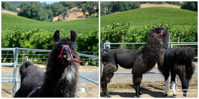 Aperture comparison with a llama 