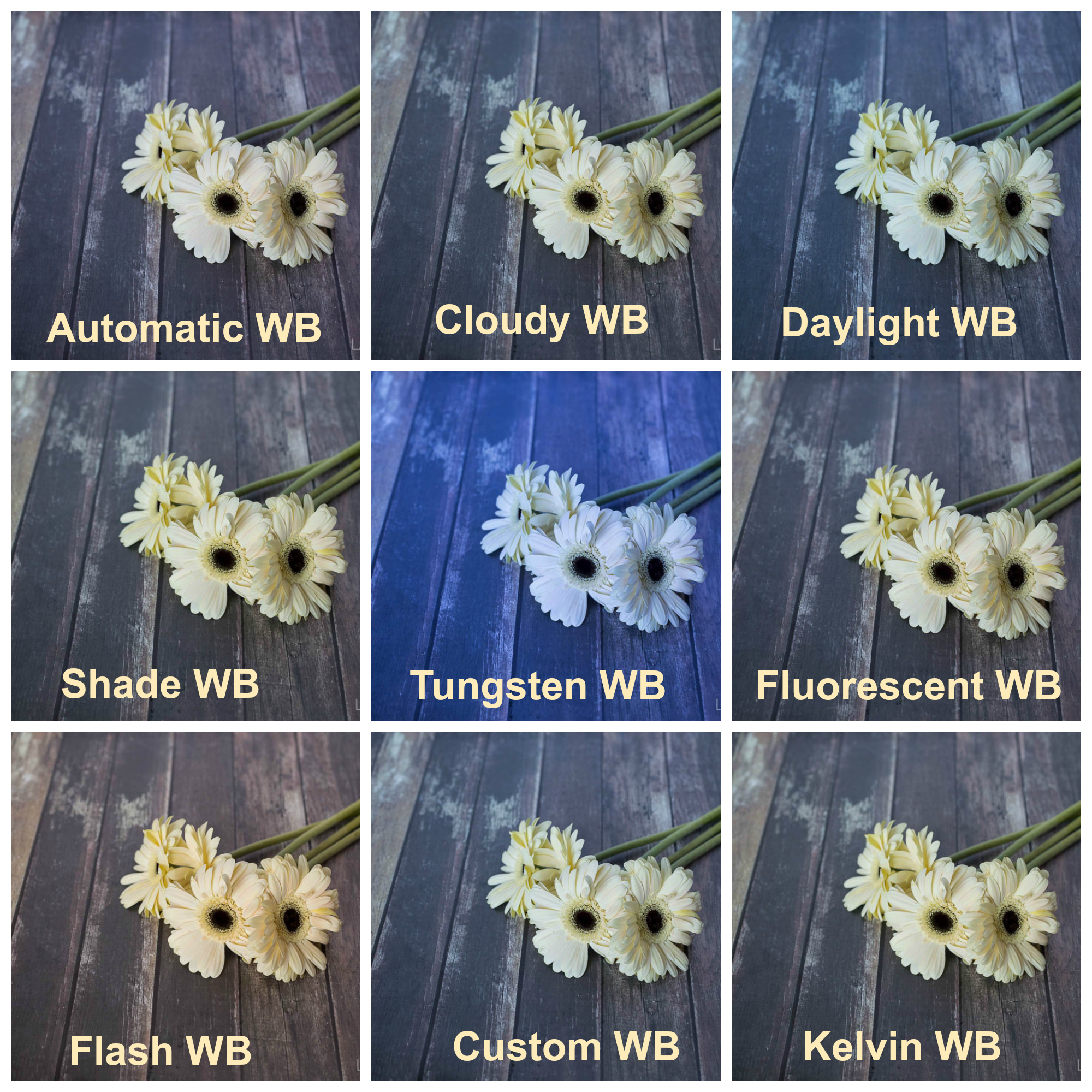 Comparison of images taken with different white balance settings | Photography Tips 