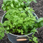Want fresh herbs but don't have the space for a big garden? This DIY Mini Herb Garden is your answer! Great for people who live in apartments, or people who don't want the upkeep of a large garden.