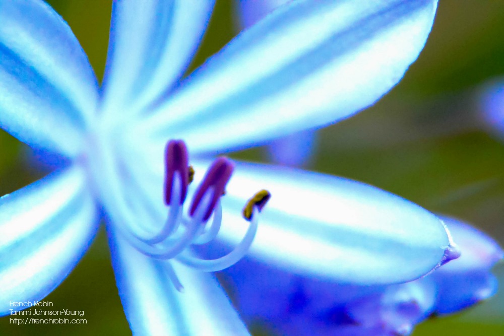 Blue Flower | Macro Photogtaphy