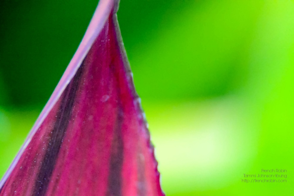Red Leaf | Macro Photography