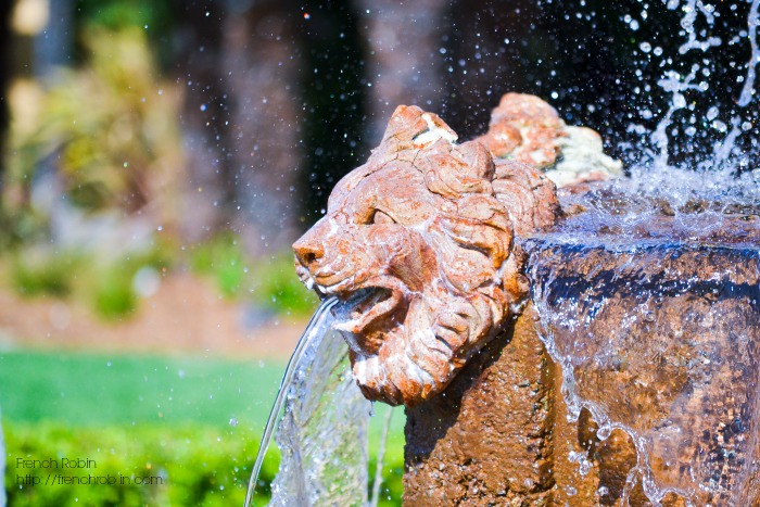 Photography Tips | Learn how to get the perfect level of blur in your photo while keeping your subject in perfect focus. 