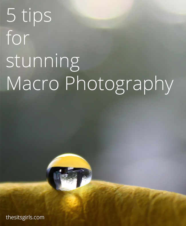 Photography Tips | Macro Photography | 5 tips for taking stunning macro photographs. Great for beginning photographers. 