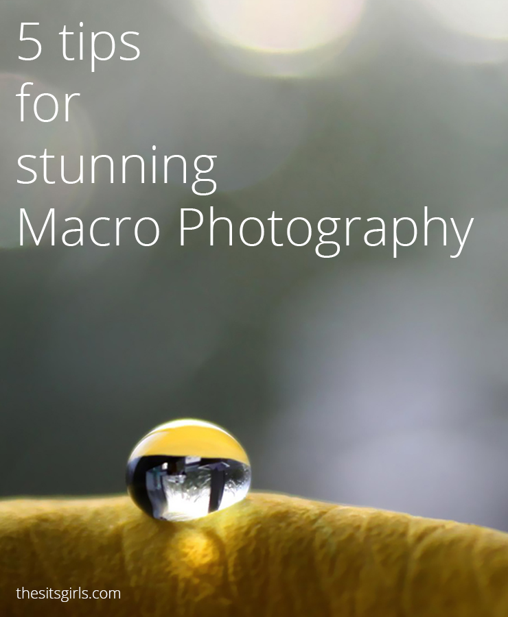Photography Tips | Macro Photography | 5 tips for taking stunning macro photographs. Great for beginning photographers.