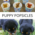 Popsicles aren't just for humans! Your puppy will love cooling down with a homemade dog treat. Make your own puppy popsicles today!