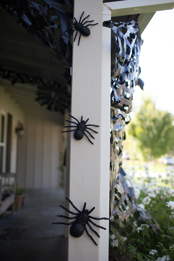 spiders