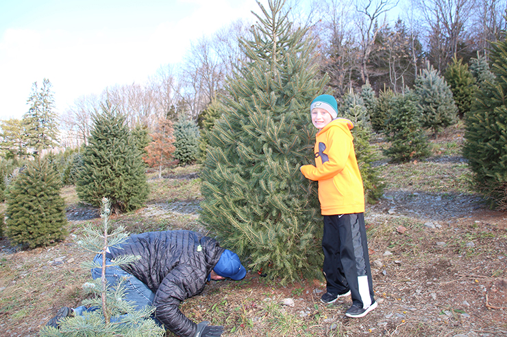 How to find the perfect tree at a Christmas tree farm - and have family fun at the same time!