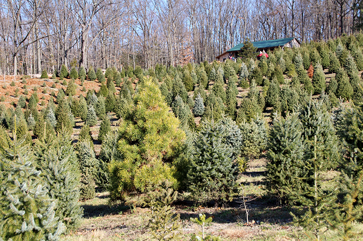 Finding the perfect Christmas tree at a Christmas tree farm.