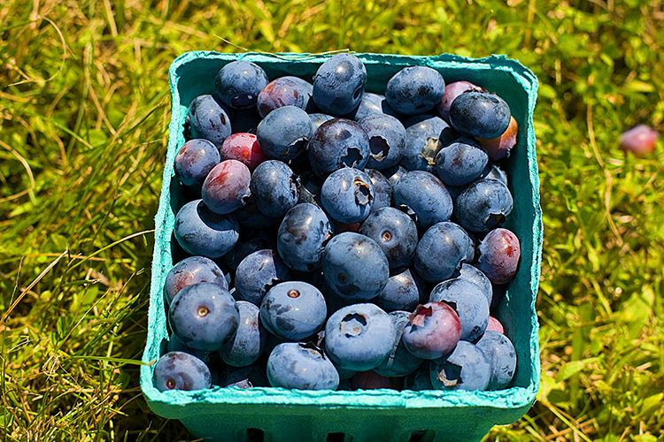 basket of blueberries