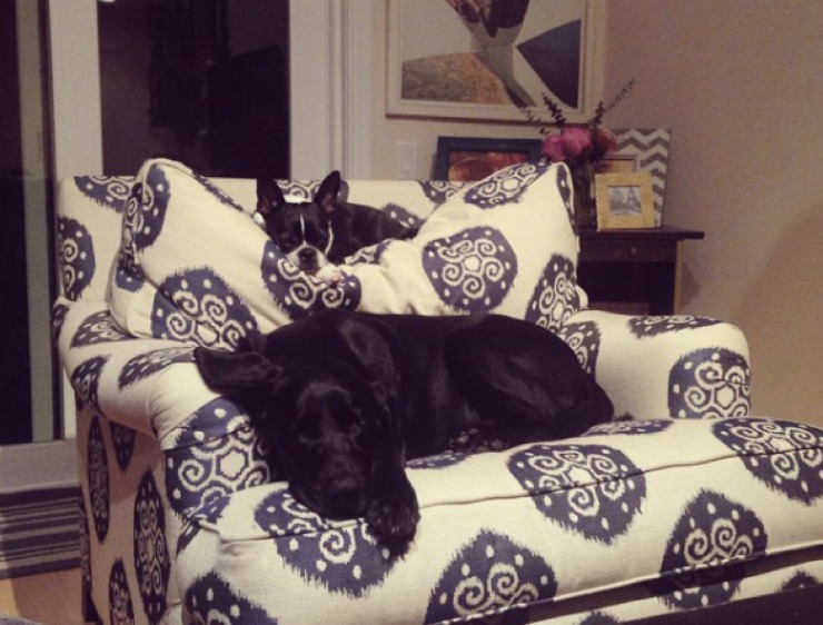 Custom chair becomes dog bunkbed