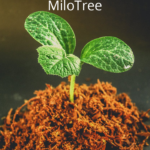 Grow Your Social Following With MiloTree