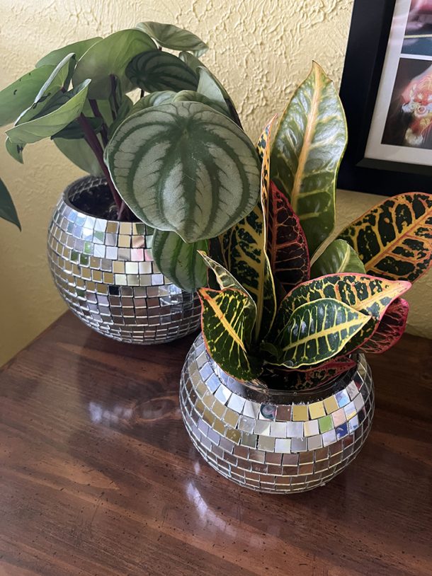 Disco ball planters with a Peperomia ‘Watermelon’ plant and a Petra Croton plant growing.