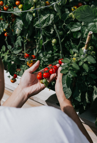 Person in a garden holding up tomatoes on the vine.